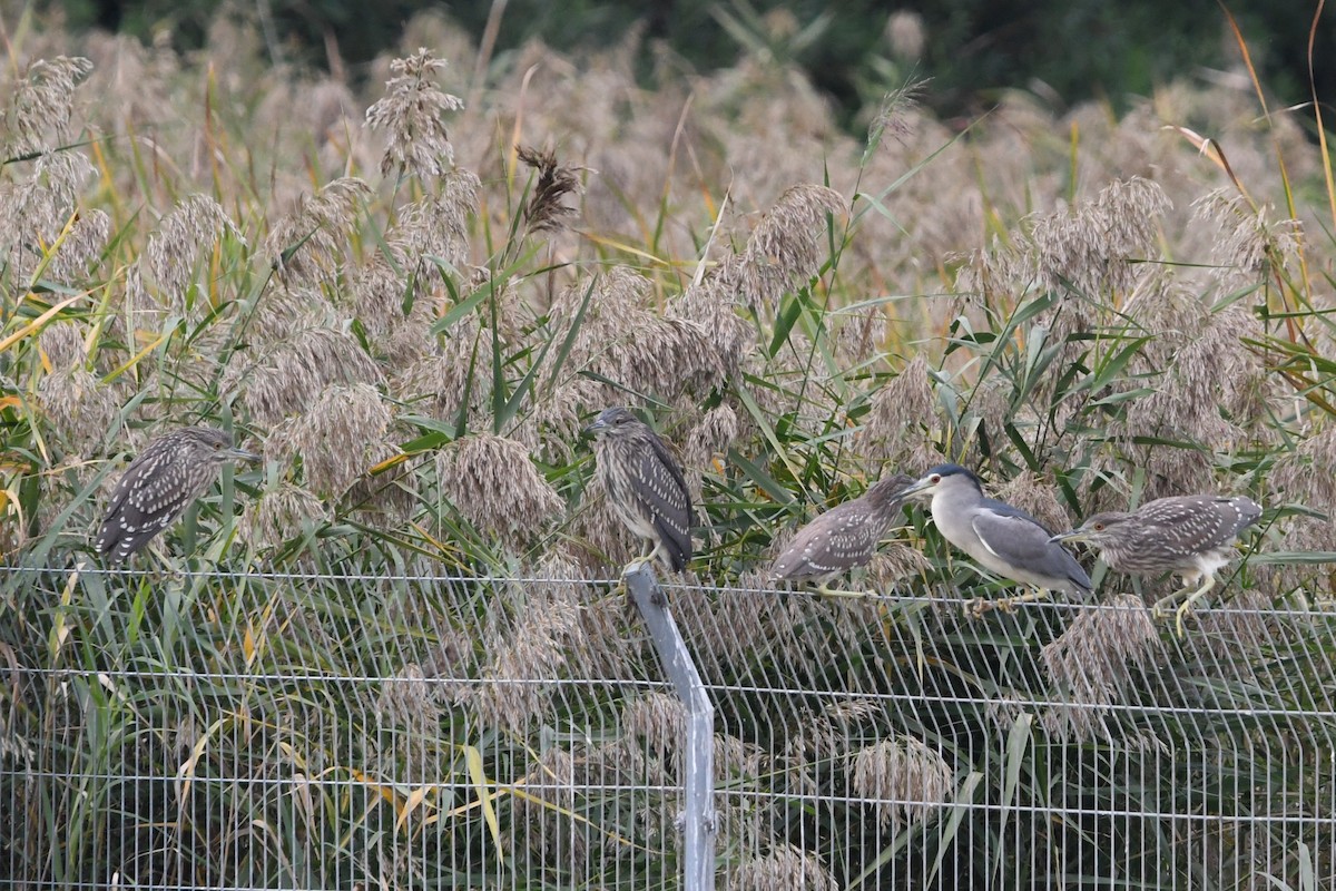 Black-crowned Night Heron - ML644695469