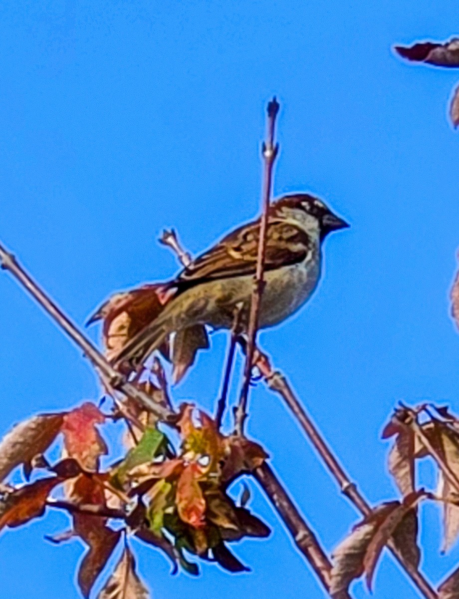 House Sparrow - ML644695470