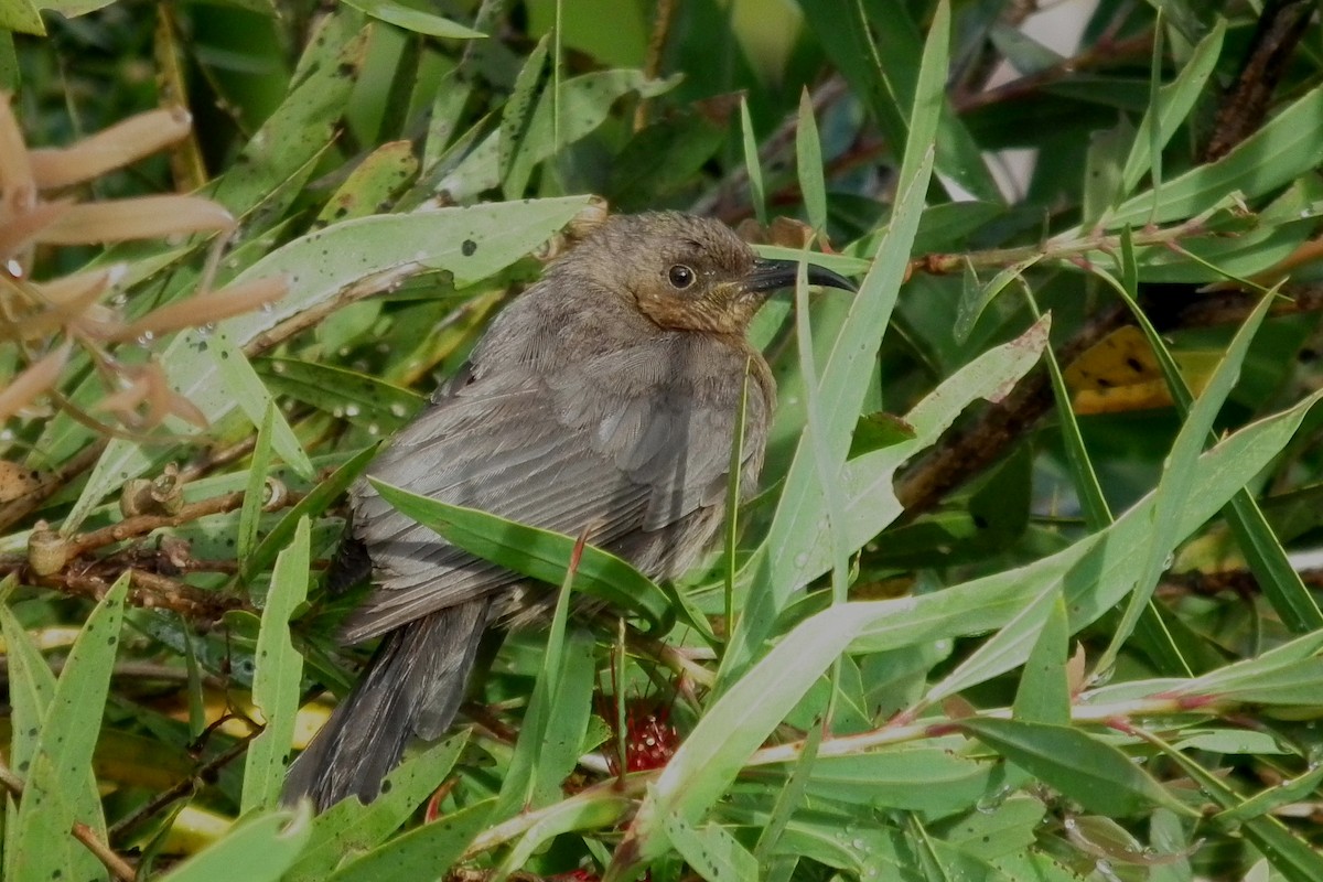 Dusky Myzomela - ML644695471