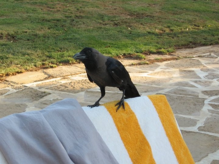 House Crow - ML644695472