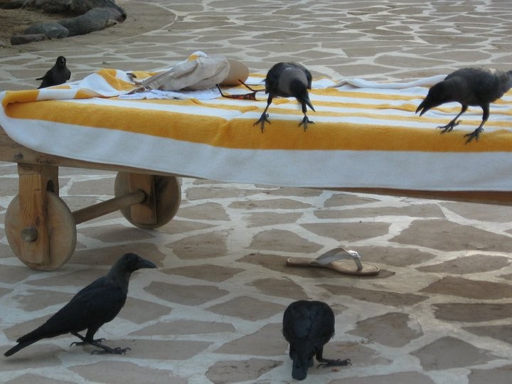 House Crow - ML644695473