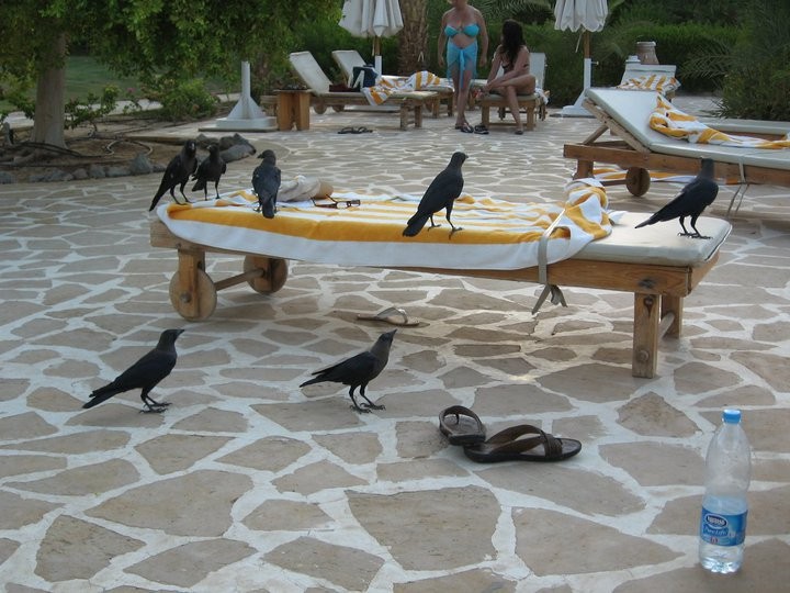 House Crow - ML644695474