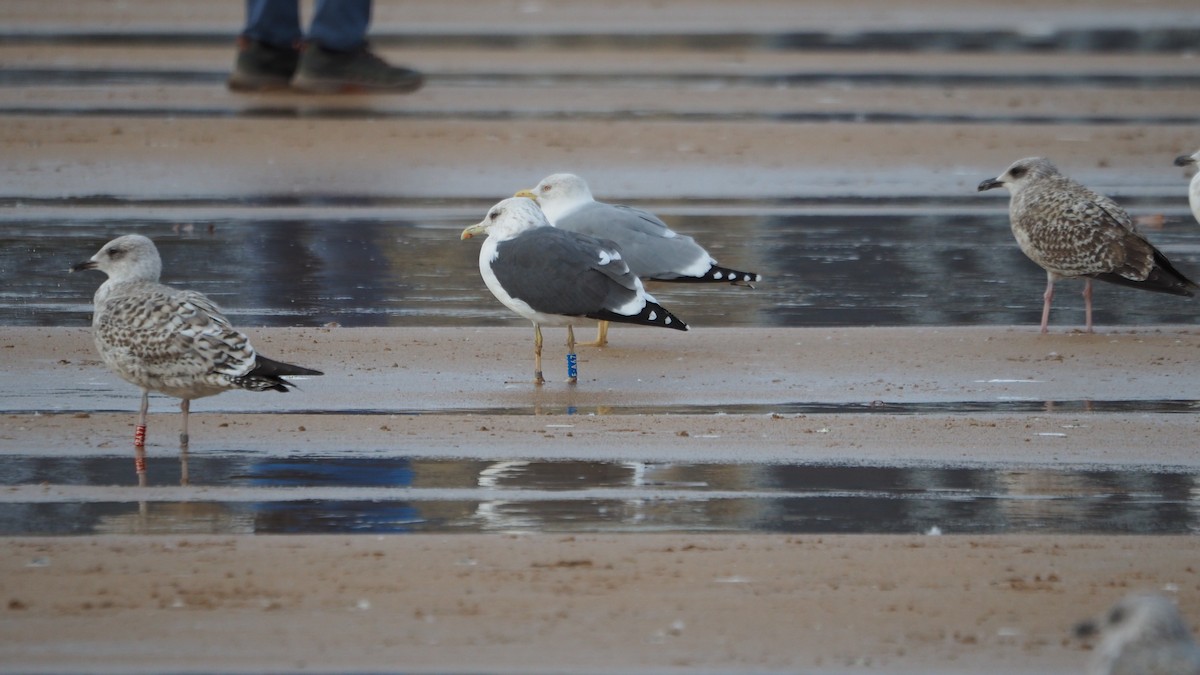 ニシセグロカモメ - ML644695480