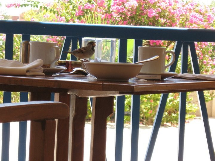 Haussperling - ML644695481