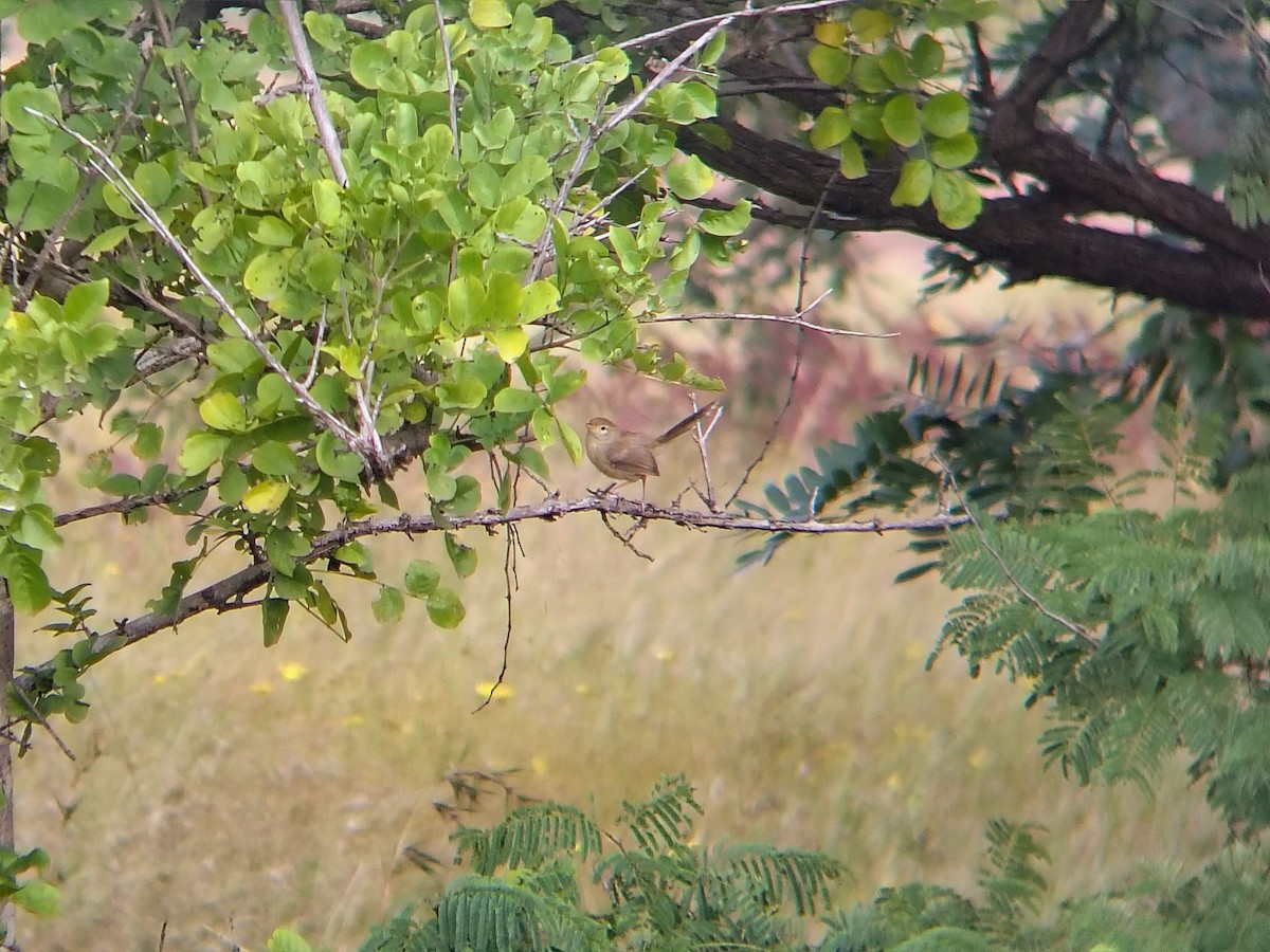 Timalí Ojigualdo - ML644695483