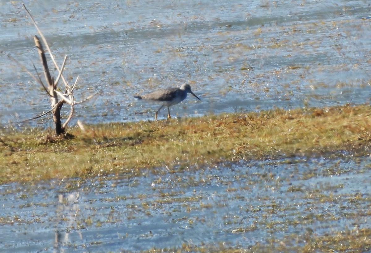 Greater Yellowlegs - ML644695486