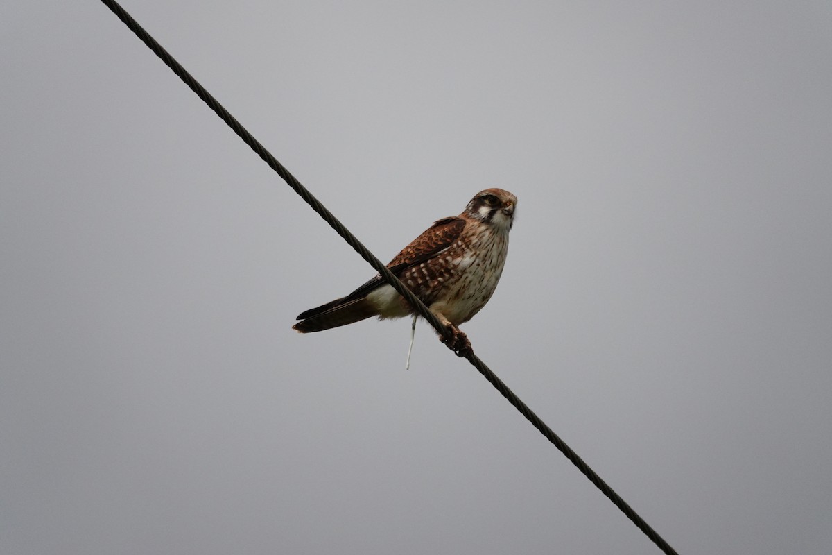 Halcón Berigora - ML644695487