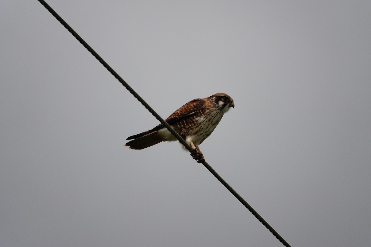 Halcón Berigora - ML644695488