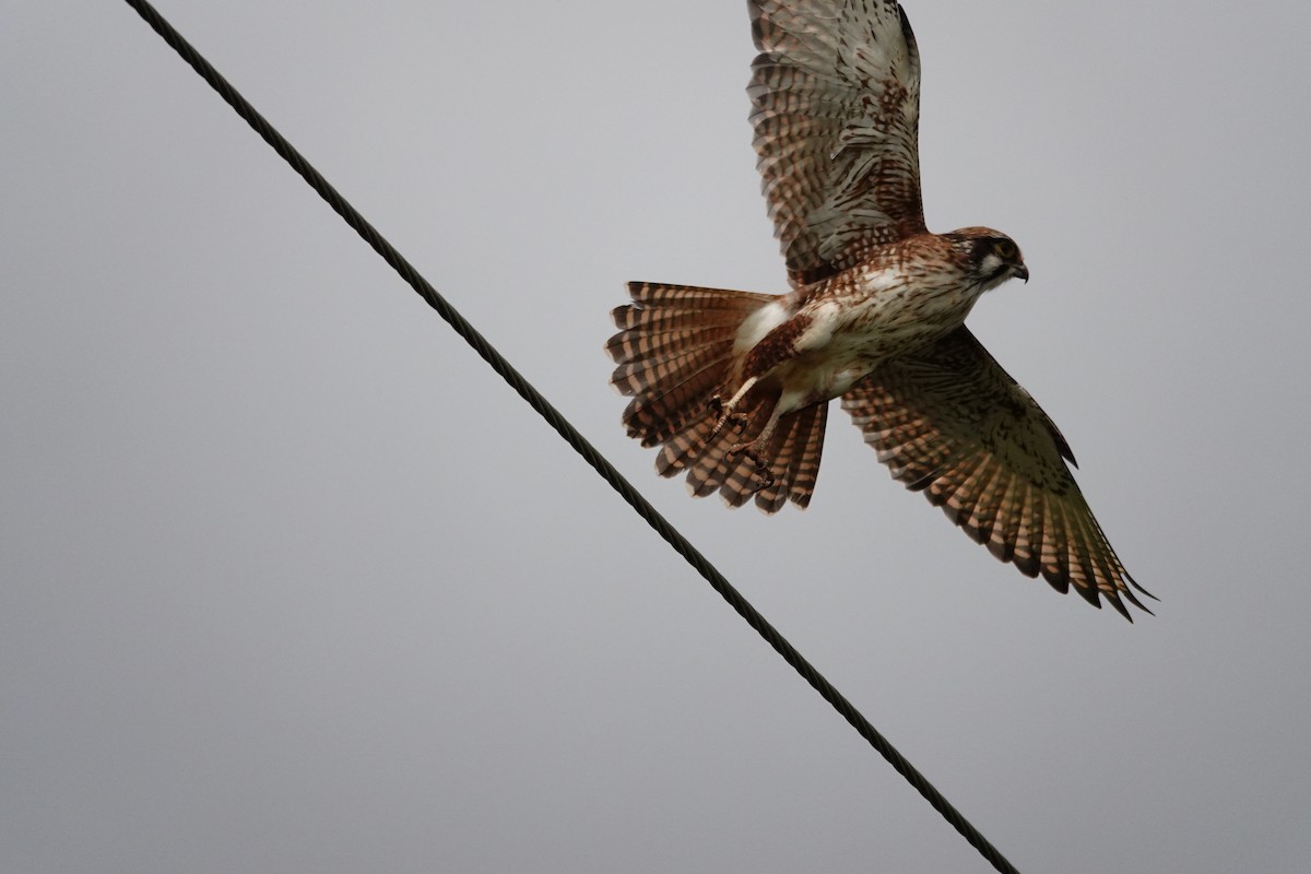 Halcón Berigora - ML644695489