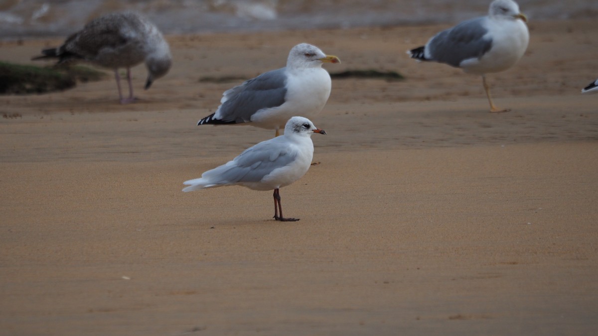 Mediterranean Gull - ML644695494