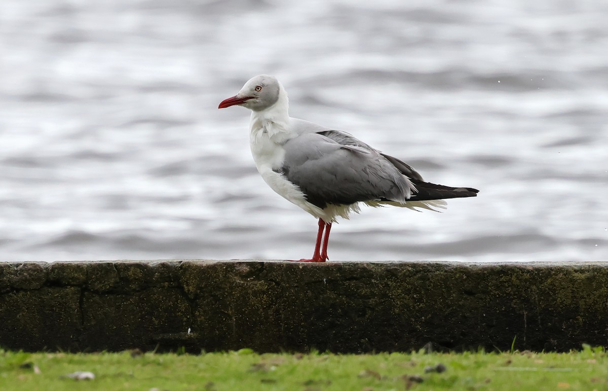 Мартин сіроголовий - ML644695497