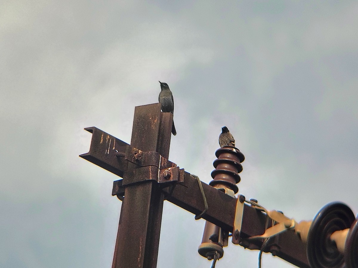 Blue Rock-Thrush - ML644695498