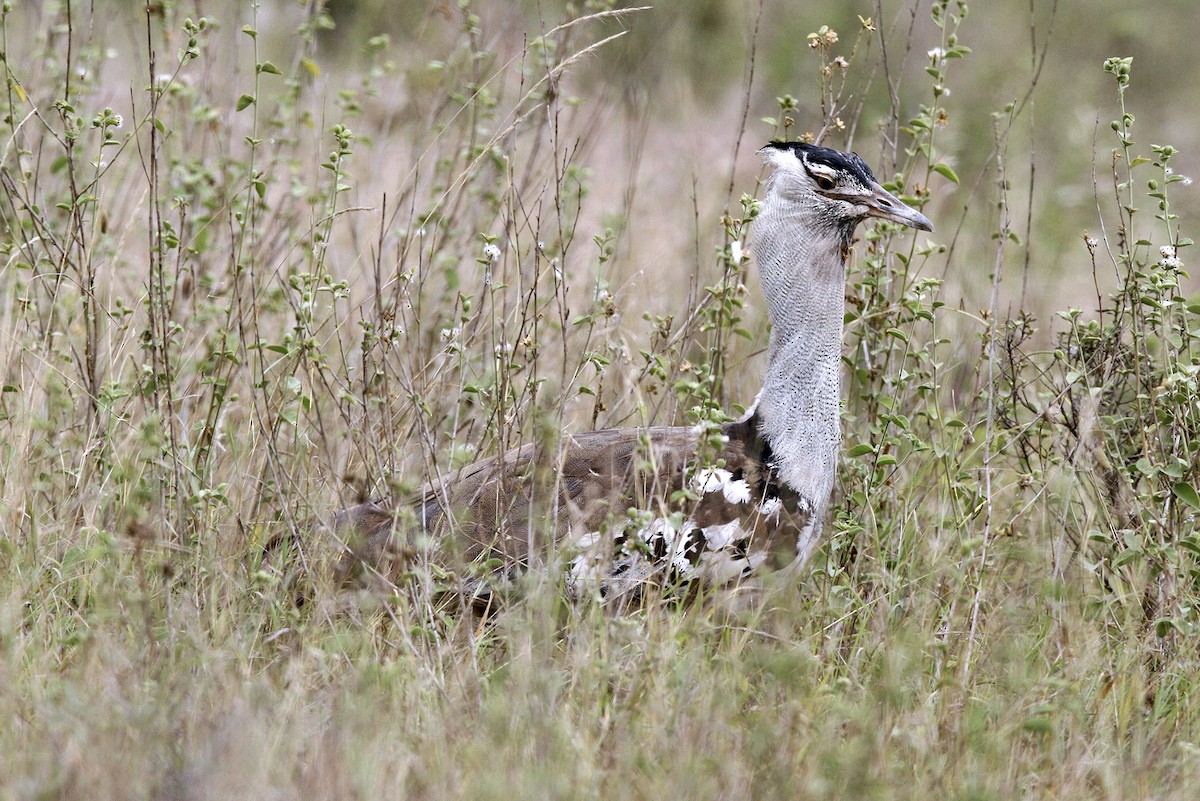 Kori Bustard - ML644695499