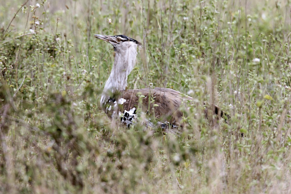 Kori Bustard - ML644695500
