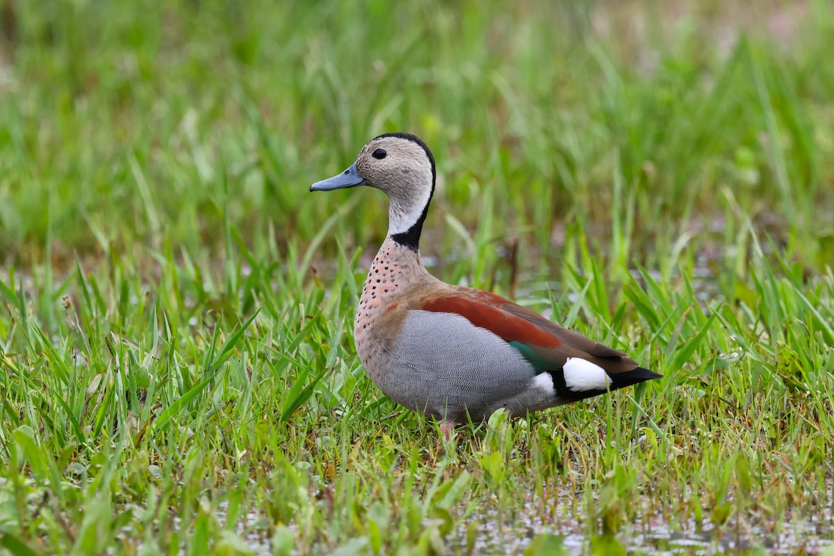 Alzavola dagli anelli - ML644695504