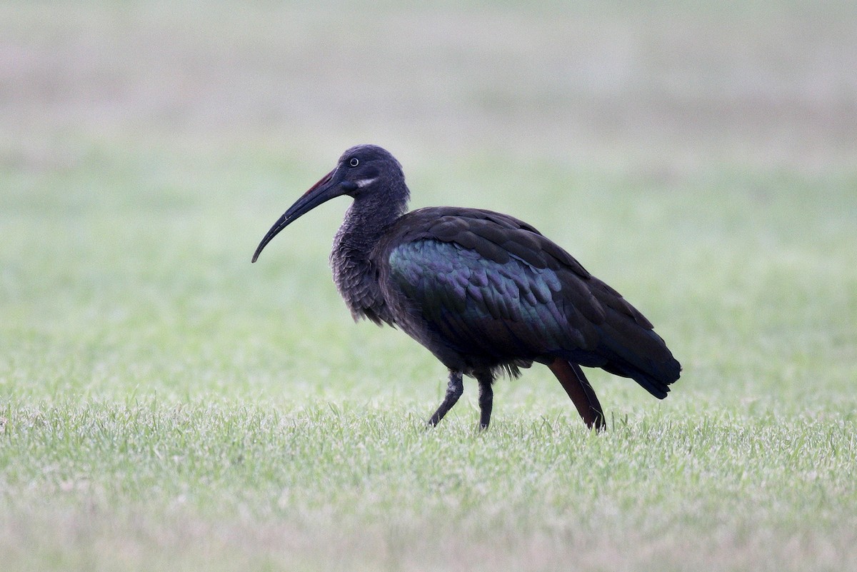 hadadaibis - ML644695513