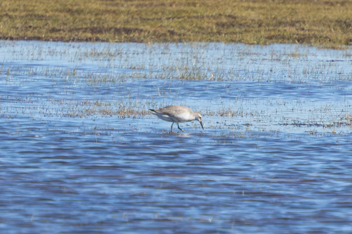 Red Knot - ML644695530
