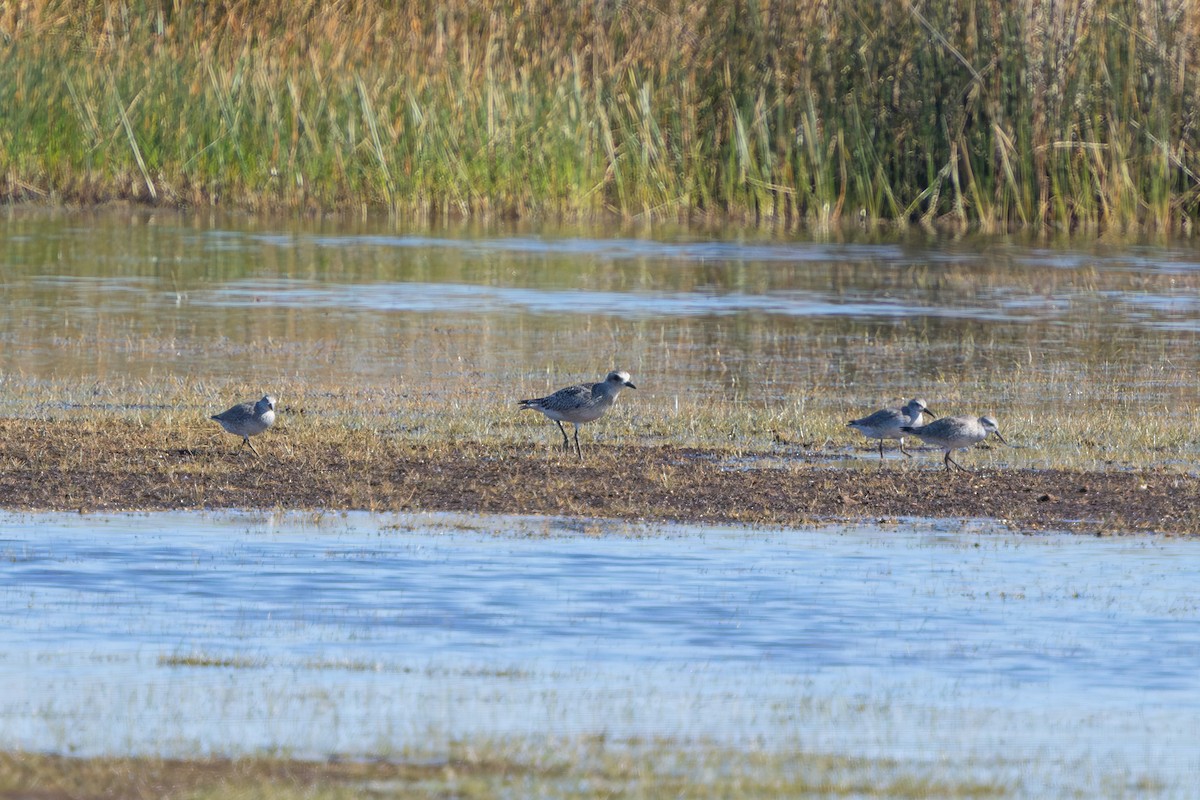 Red Knot - ML644695531