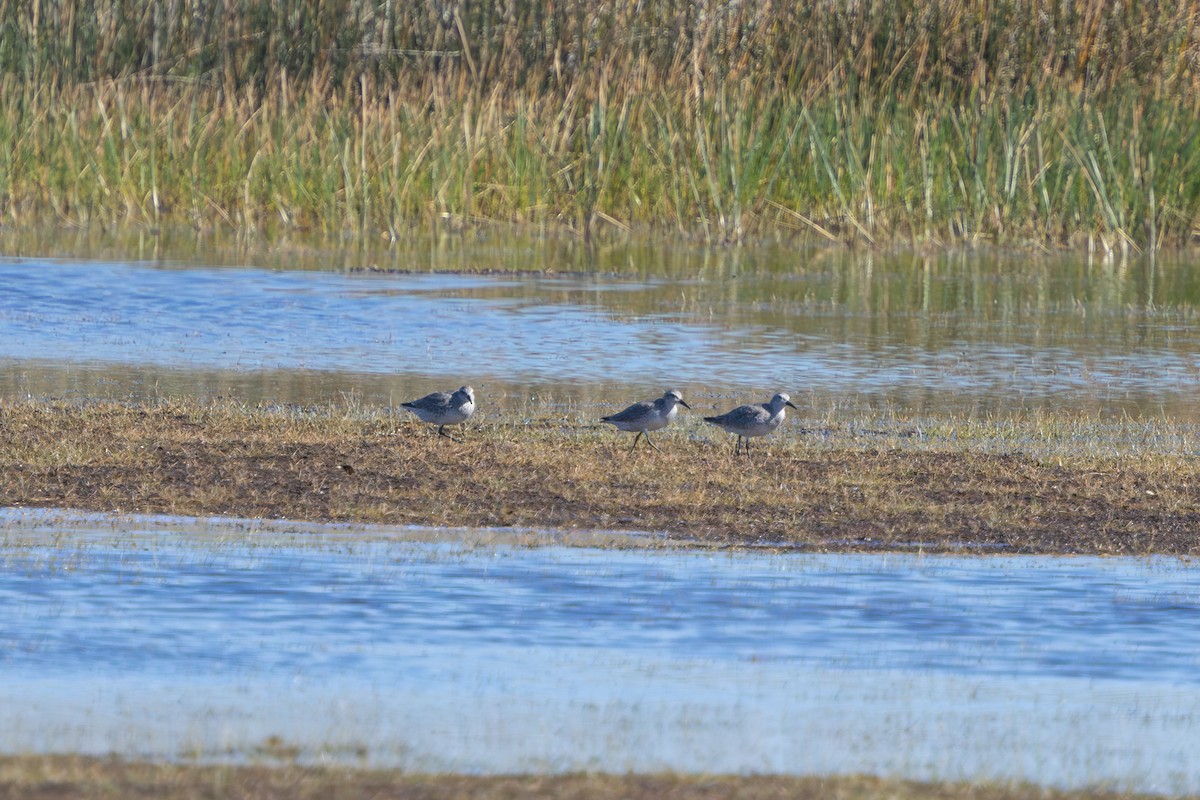 Red Knot - ML644695532