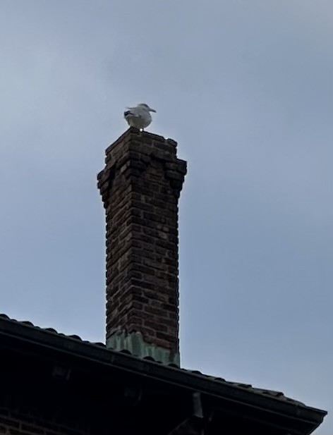 American Herring Gull - ML644695541