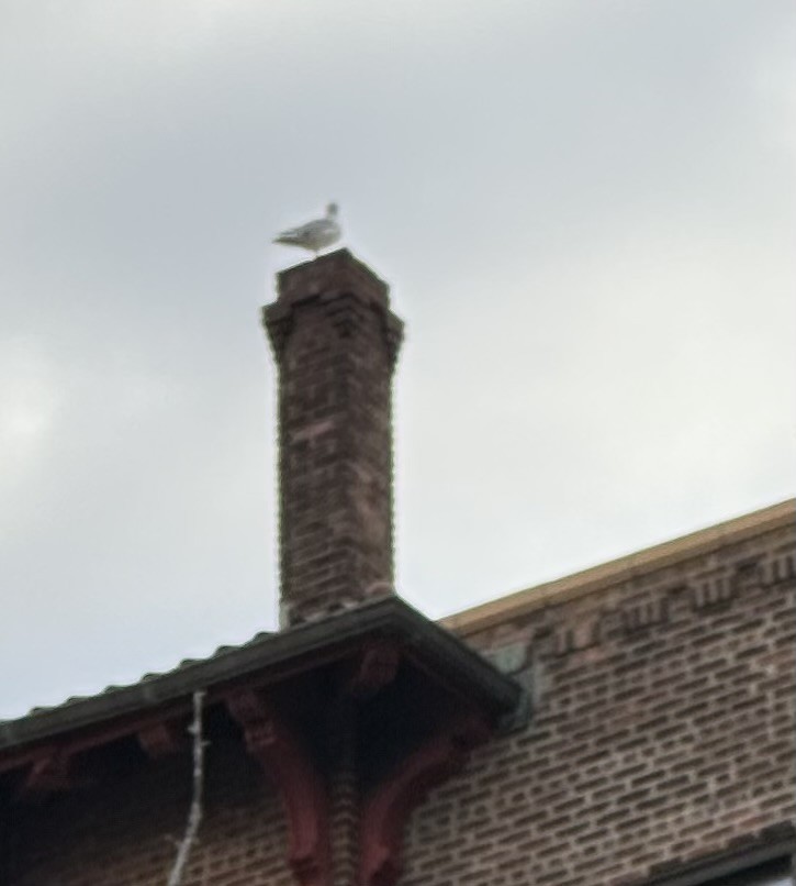 American Herring Gull - ML644695542