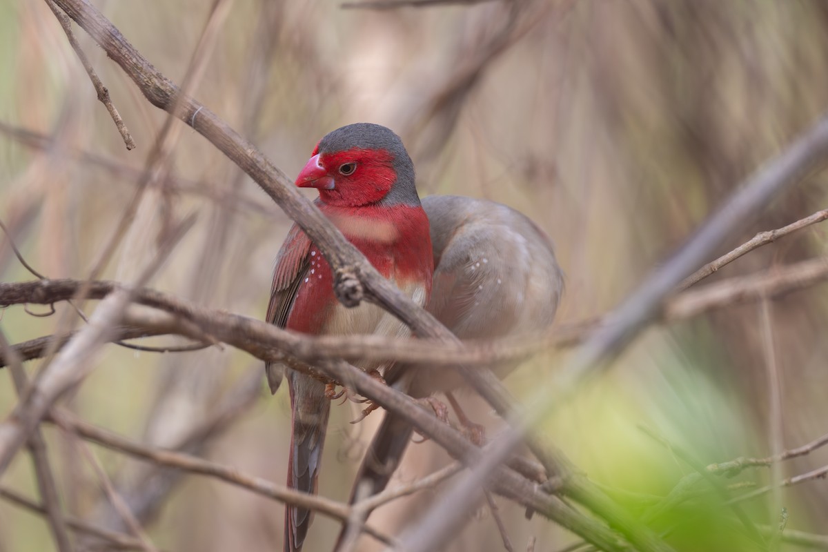 Diamante Escarlata (Ventriblanco) - ML644695544