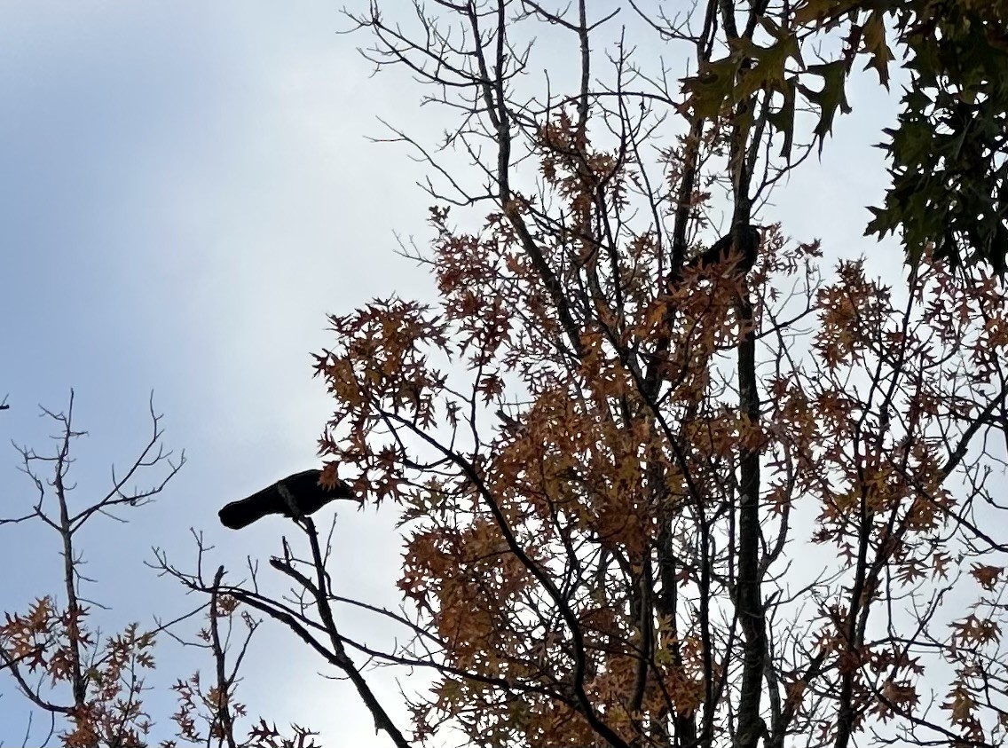 American Crow - ML644695546