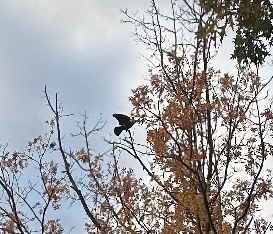 American Crow - ML644695547