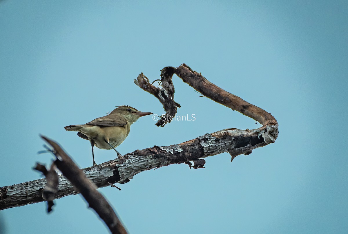 Восточная дроздовидная камышевка - ML644695552