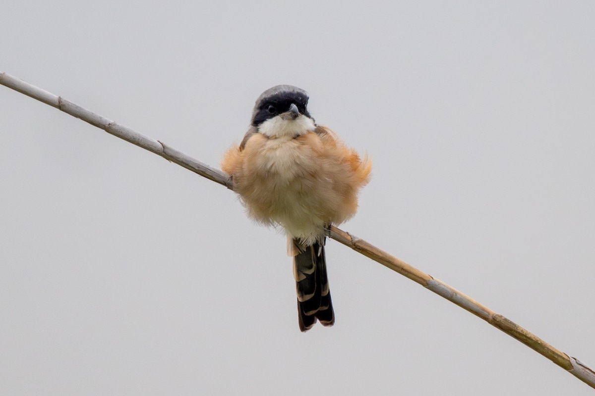 Alcaudón Schach - ML644695553