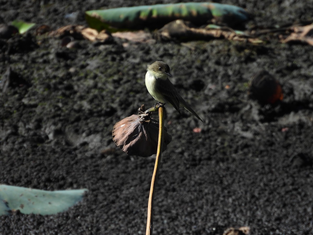 Mosquero Fibí - ML644695558