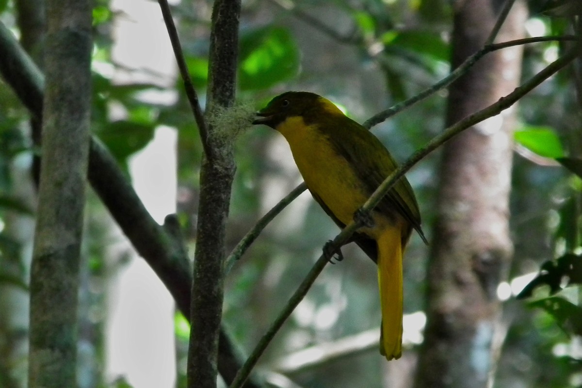 Pergolero Dorado - ML644695560