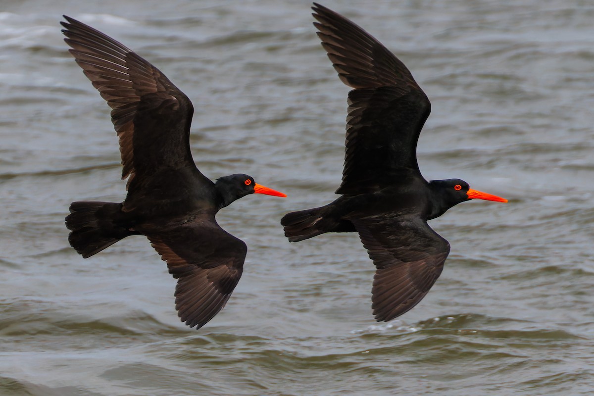 Ostrero Negro Australiano - ML644695561