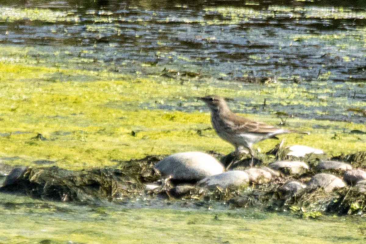 Bisbita Alpino - ML644695562