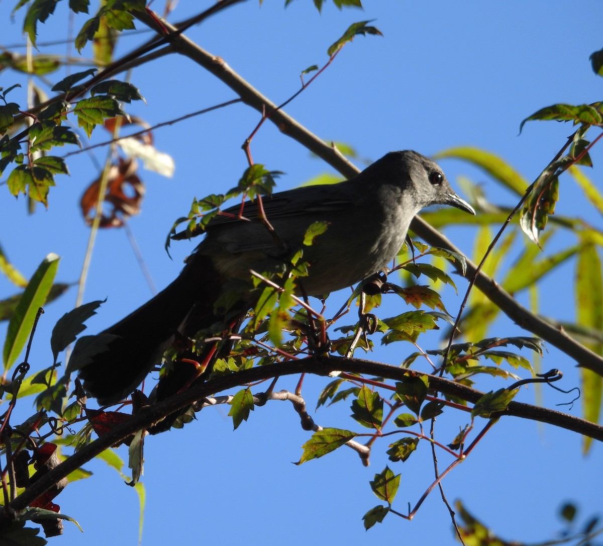 Pájaro Gato Gris - ML644695563