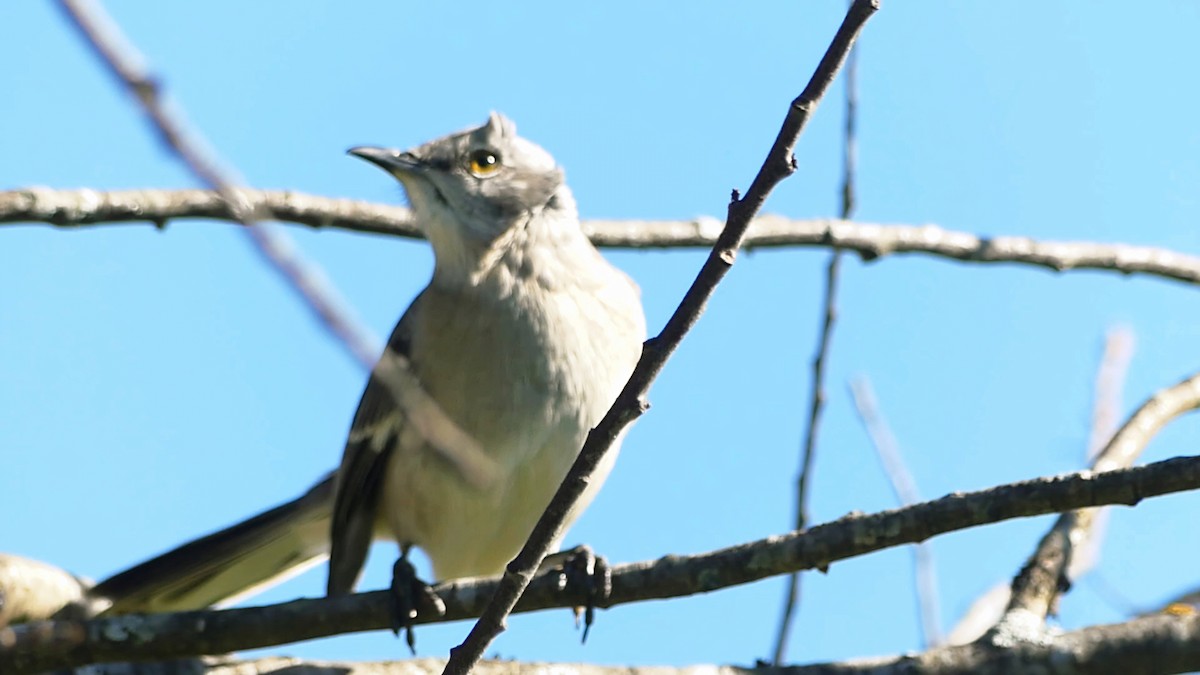 Sinsonte Norteño - ML644695564