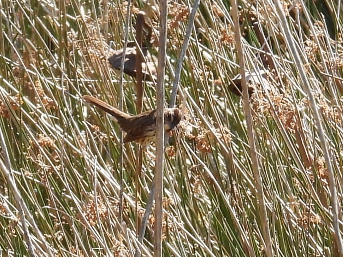 Chingolo Cantor - ML644695565