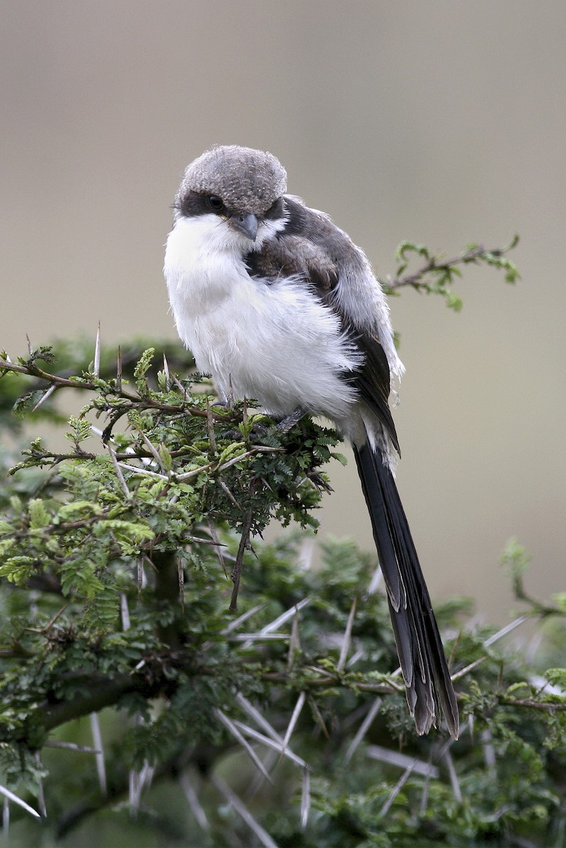 Alcaudón Dorsigrís - ML644695566