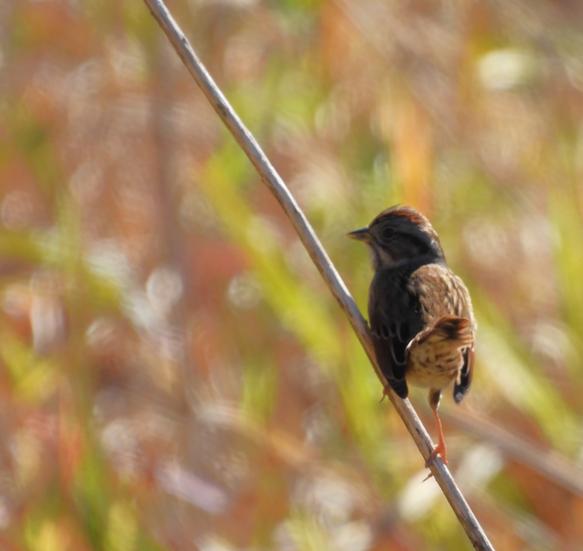Chingolo Pantanero - ML644695567