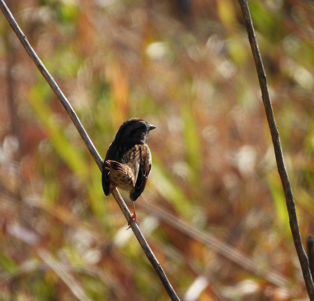 Chingolo Pantanero - ML644695568