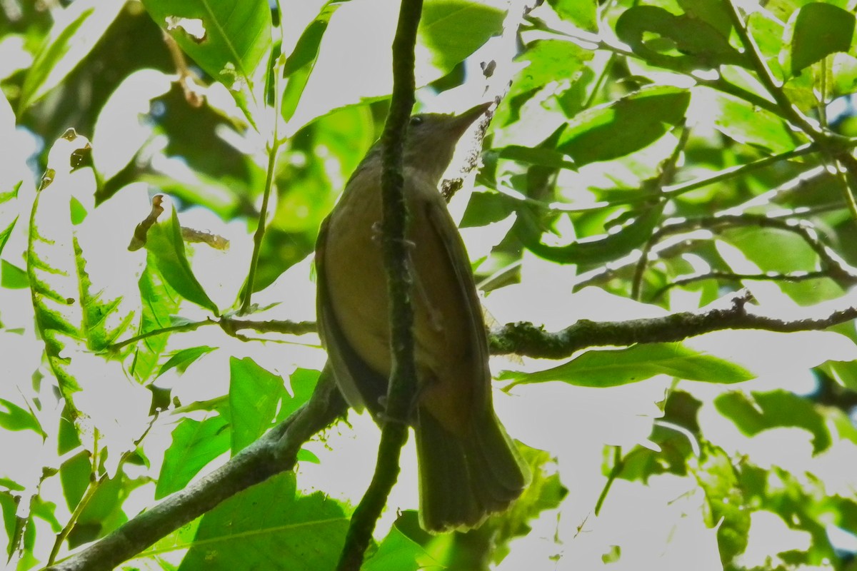 Picanzo de Bower - ML644695569