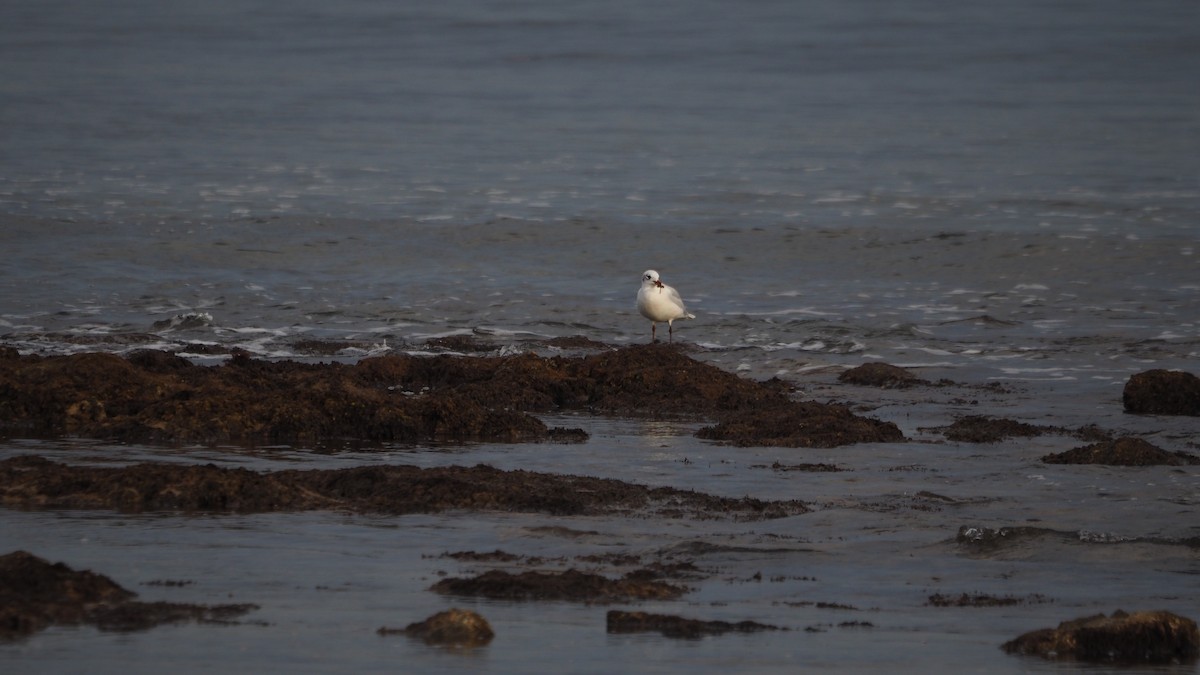 Gaviota Cabecinegra - ML644695570