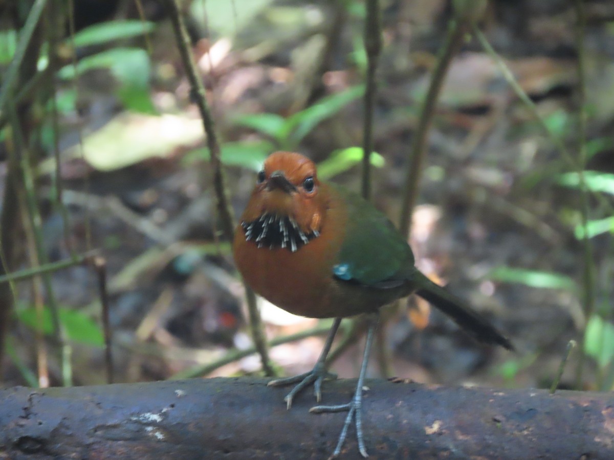 Carraca Terrestre Cabecirrufa - ML644695571