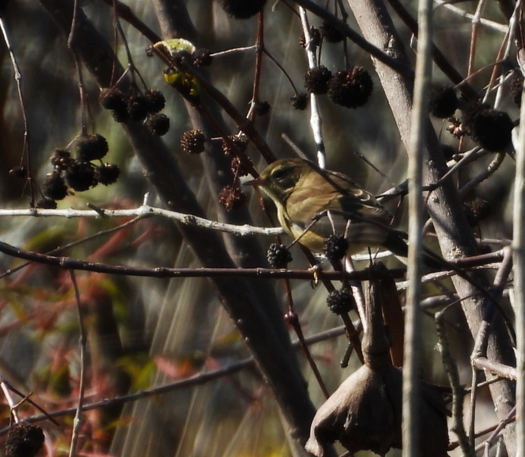 Reinita Palmera (Occidental) - ML644695572