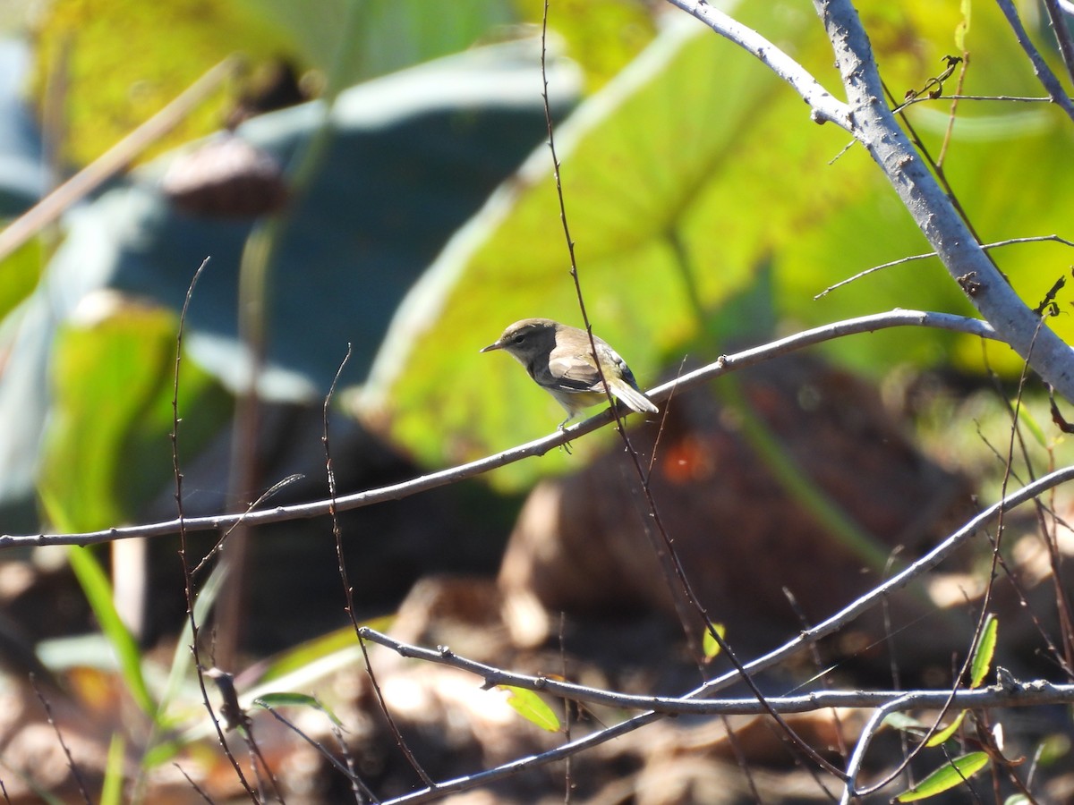 Reinita Palmera (Occidental) - ML644695573