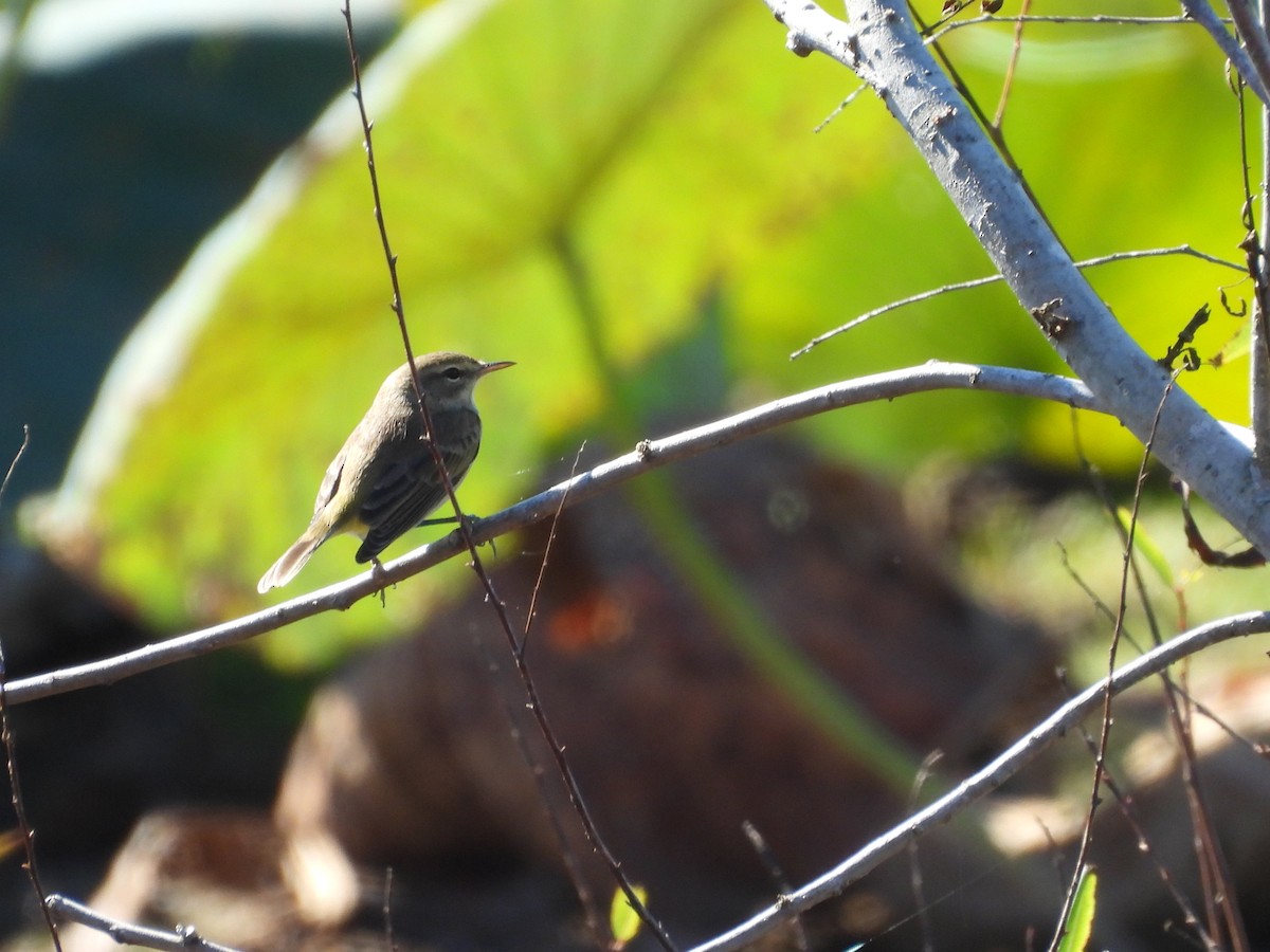 Reinita Palmera (Occidental) - ML644695574