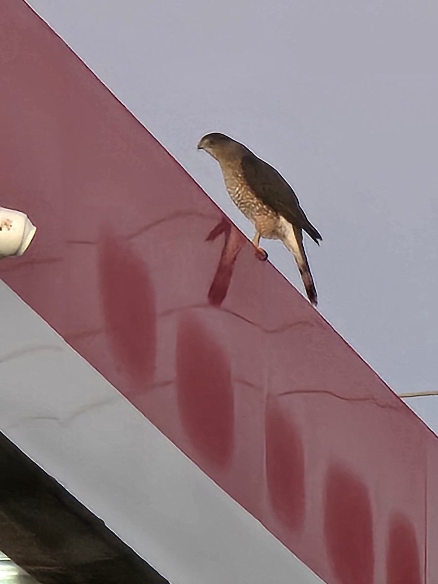 Gavilán de Cooper - ML644695575