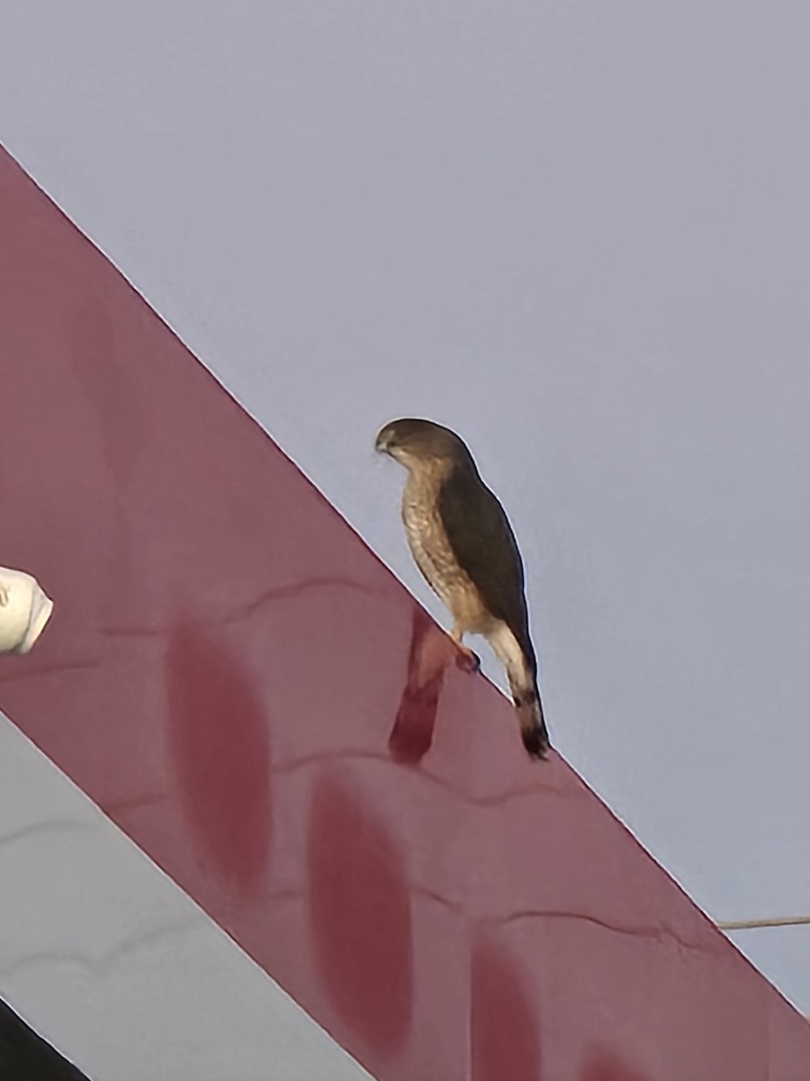 Gavilán de Cooper - ML644695576