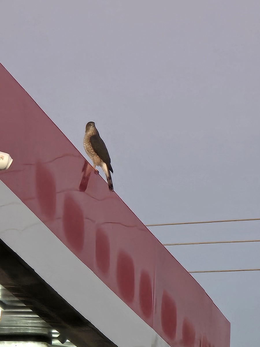 Gavilán de Cooper - ML644695577