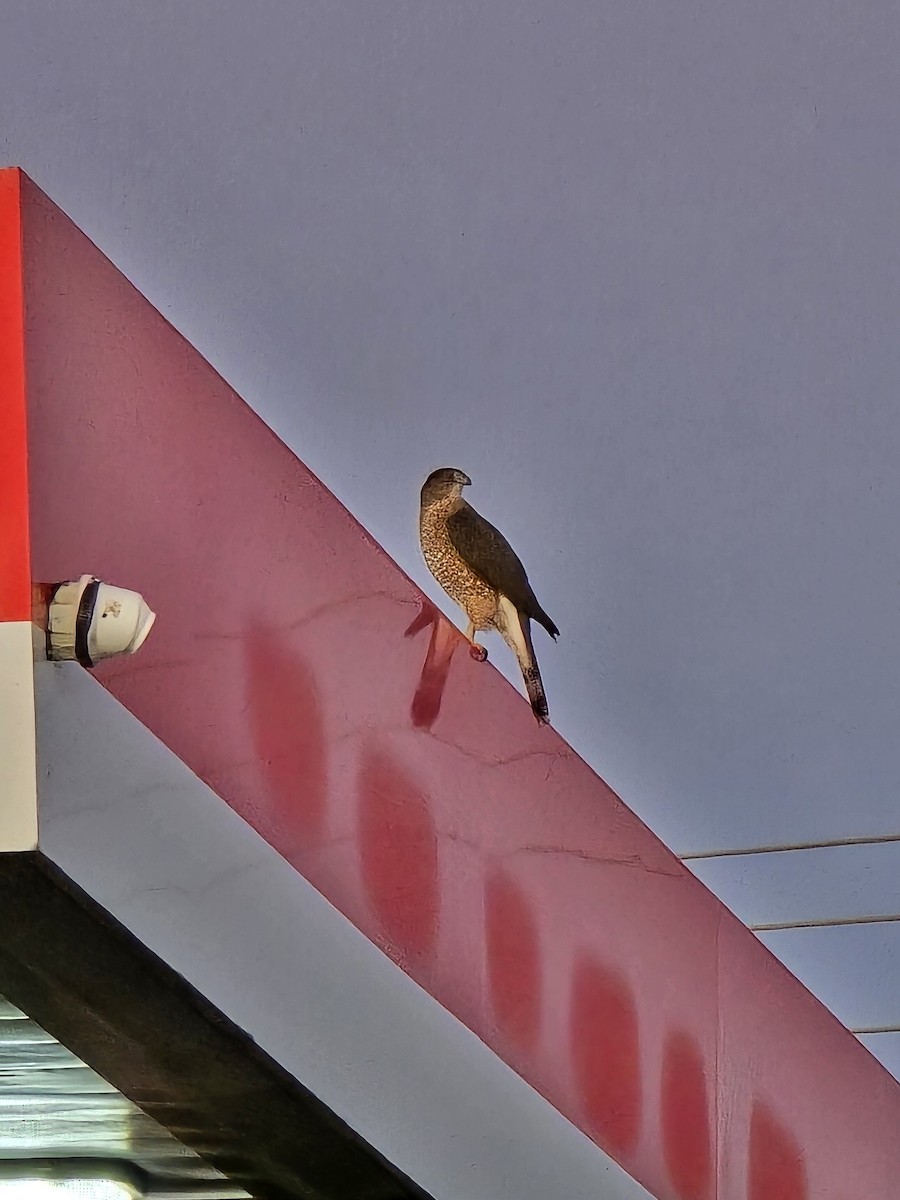 Gavilán de Cooper - ML644695578